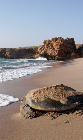 مشاهدة الحياة البرية 