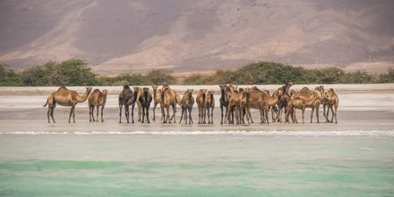 Dhofar Camels On The Beach, Salalah, Dhofar, Oman